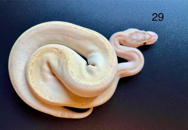Image 17 of Ball/ Royal  python hatchlings