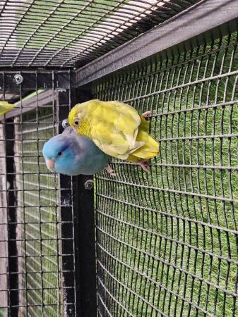 Image 9 of Stunning parrotlets available male and female