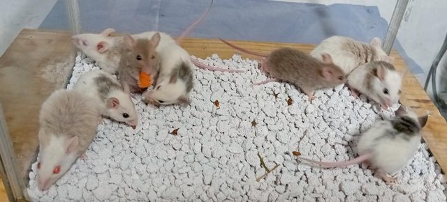 Image 1 of Breeder Group's of ASF Mice