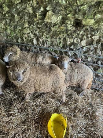 Image 2 of Native bred sheep for sale. Cross breeds