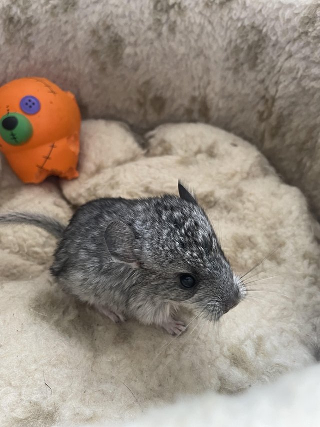 Preview of the first image of FEMALE CHINCHILLA READY TO LEAVE AT 8 WEEKS.