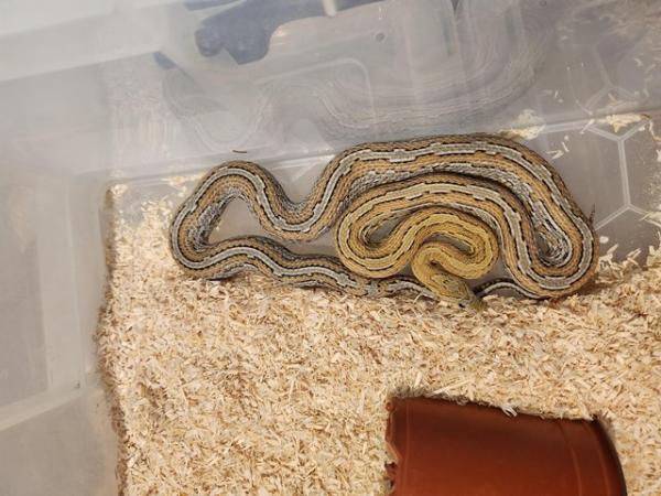 Image 3 of Corn snakes for sale £60