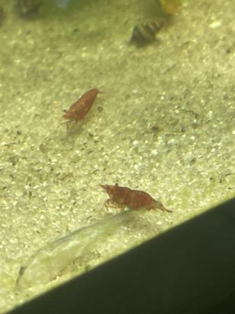 Image 2 of Stunning bright cherry red shrimp 50p each