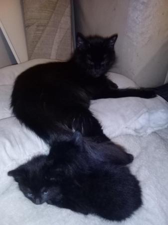 Image 1 of Mixed breed kittens forsale