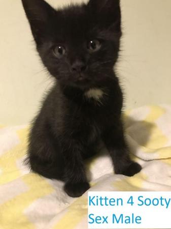 Image 13 of Kittens Mixed Manchester £50 - £80