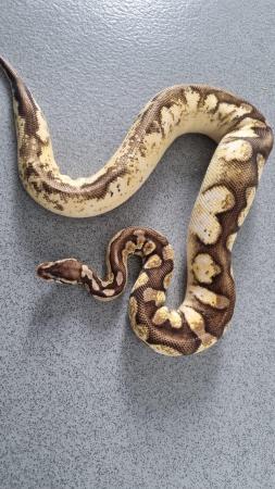 Image 3 of royal python ( super pastel, enchi, fire, calico)