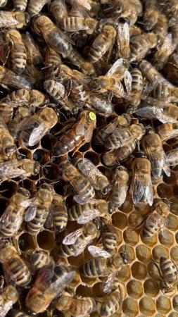 Image 27 of Bee Nucs overwintered 2024 for sale