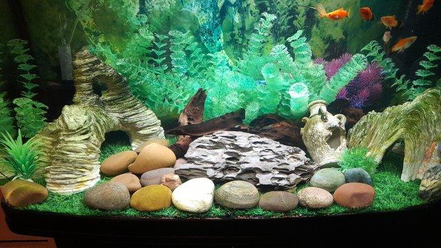 Preview of the first image of Looking for tropical fish NO Cichlids.