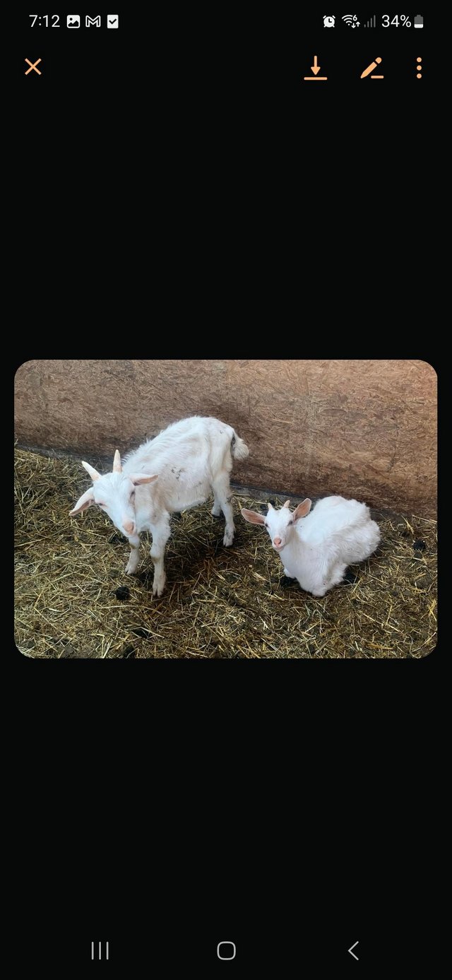 Preview of the first image of Goats 3 nans and 1 Billy.