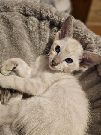 Image 18 of Exceptionally beautiful and silky soft GCCF siamese kittens