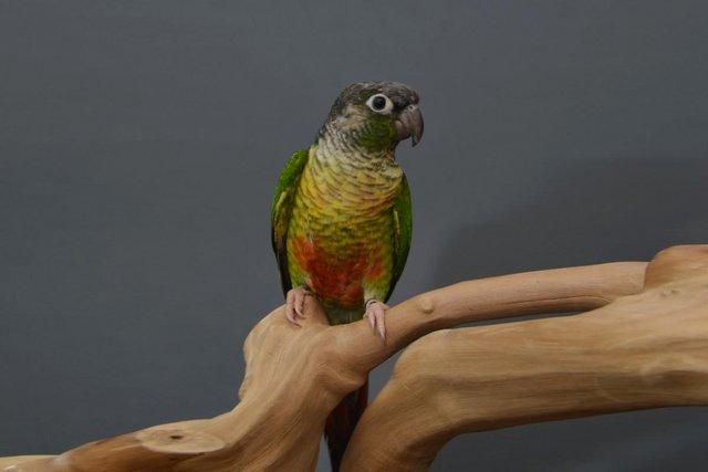 Image 6 of Baby Green Cheek conure,19