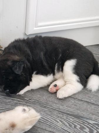 Image 6 of american akita puppies for sale