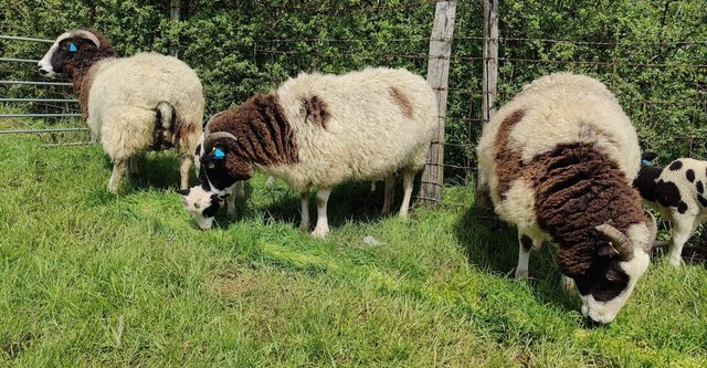 Image 5 of 3 Pedigree Jacob Breeding Ewes
