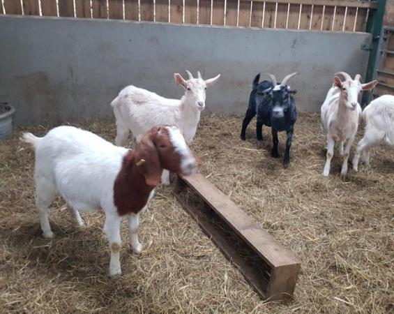 Image 2 of Selection of nanny goats