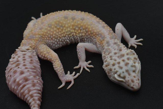 Image 6 of 1.4 Bold Bell Albino leopard Gecko group