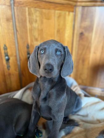 Image 7 of Special home needed Beautiful Blue Weimaraner Puppy