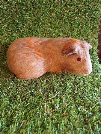 Image 29 of Guinea pigs males and females