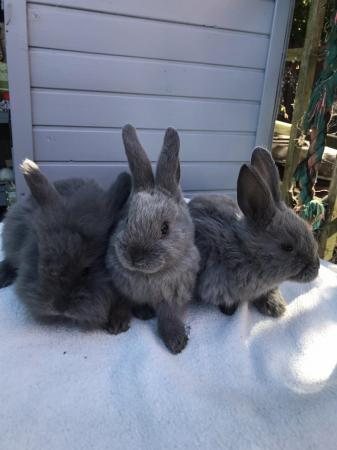 Image 3 of 8 week old mini lop babies ready now