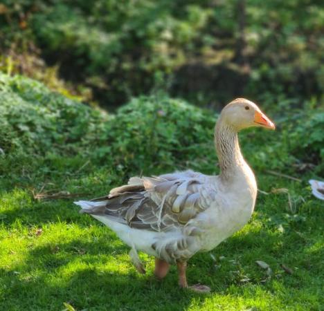 Image 4 of Buff Coloured Sebastopol geese gander buff gosling