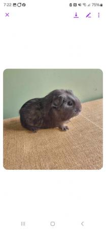 Image 1 of 2 male guinea pigs for sale