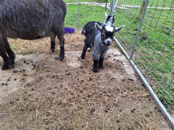 Image 2 of Pygmy Goat nannies and kids for sale