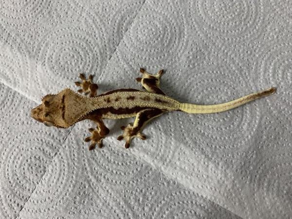 Image 3 of Red Lilly White Crested geckos