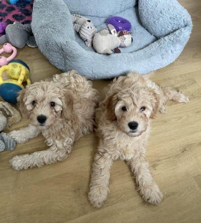 Image 7 of Goldendoodle puppies *** only 1 boy left***