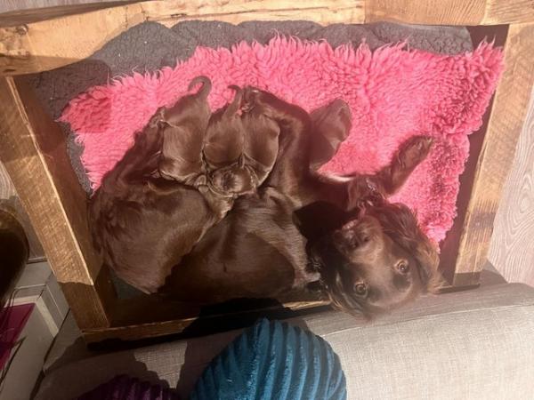 Image 3 of Sprocker pups - 1 x male & 3 x Female (Available 8th April)