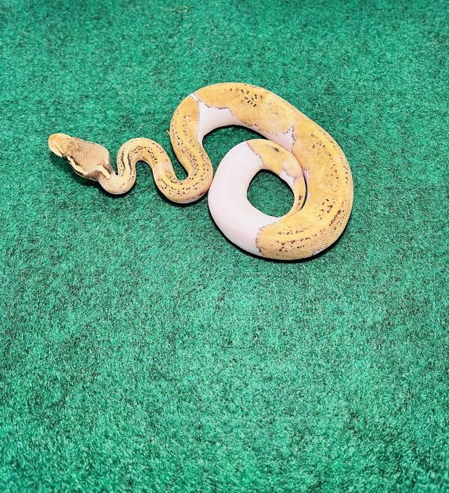 Preview of the first image of Pastel, mojave, pied ball python.
