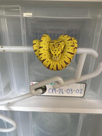 Baby green tree pythons sorong x jayapura For Sale in Newport | Preloved
