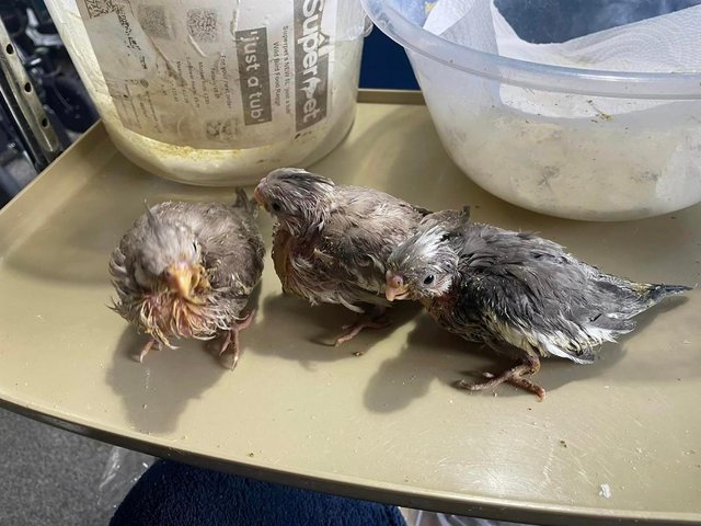 Preview of the first image of Hand reared Cockatiels, can come with brand new cage.