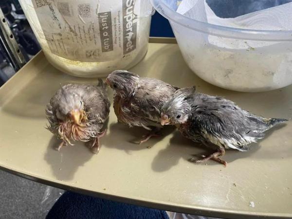 Image 1 of Hand reared Cockatiels, can come with brand new cage