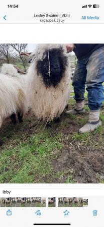 Image 6 of Pedigree blacknose Valais breeding ewes a family of 4