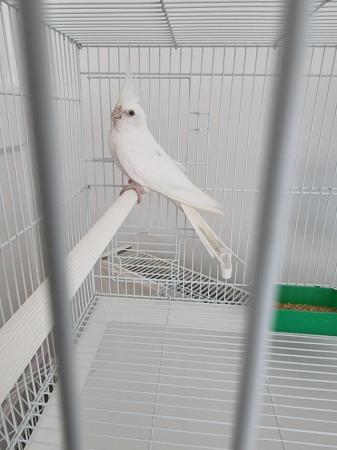 Image 5 of Adult pair of Cockatiel, White Female, Grey Male