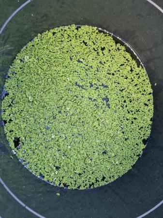 Image 2 of Fairy moss (Azolla  Caroliniana)