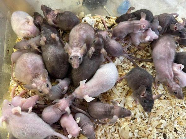 Image 4 of Hairless mice for sale , limited number only