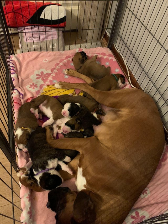 Preview of the first image of 4 Adorable KC Boxer Boys Puppies.