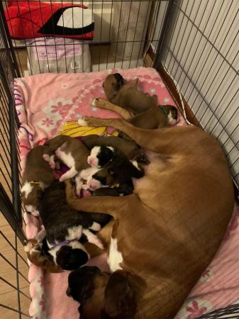 Image 1 of Adorable KC Boxer Puppies