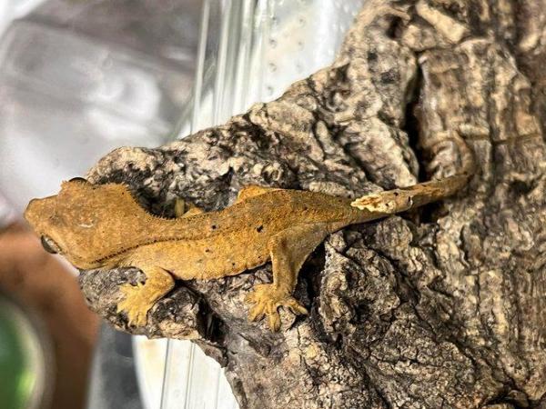Image 4 of Crested Gecko - juveniles for sale