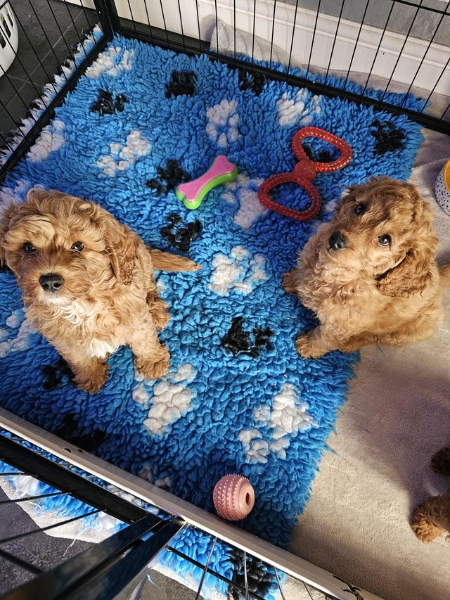 Preview of the first image of 2 male cavapoo puppys ready now.