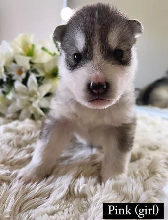 Image 9 of Beautiful Alaskan Malamute X Siberian Husky Puppies For Sale