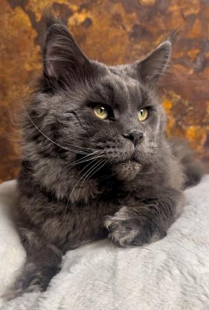 Image 6 of GCCF/ TICA proven blue Maine Coon stud. London