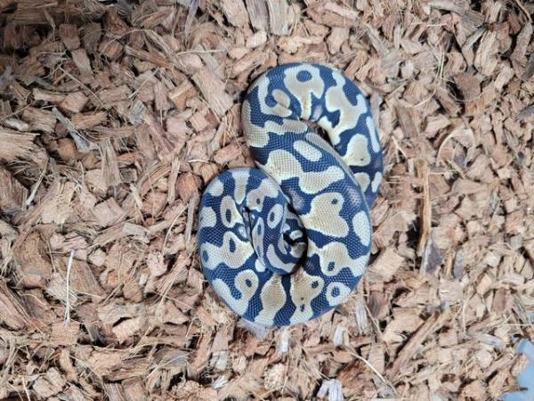 Image 3 of Cb23 female pastel royal python