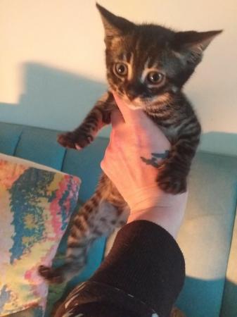Image 1 of Bengal cross kittens for sale