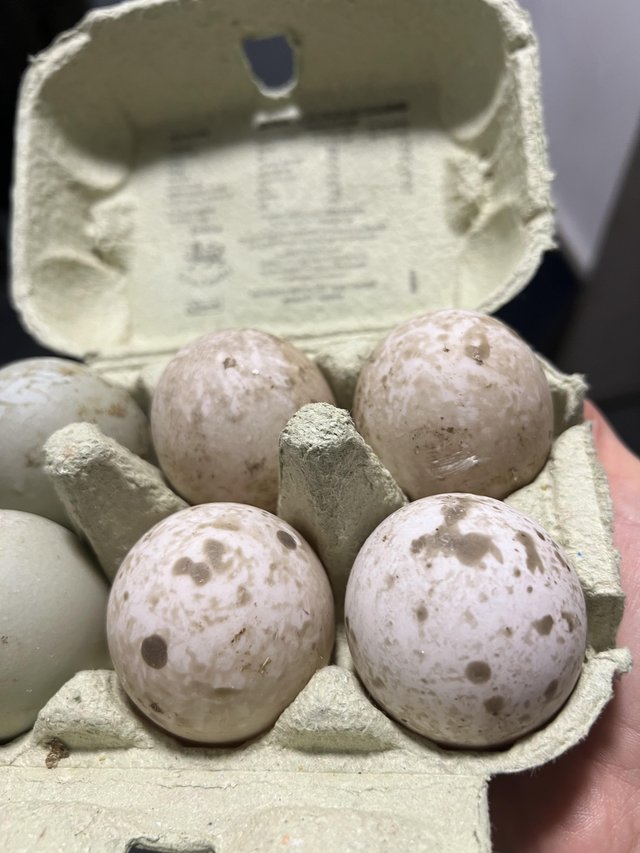 Preview of the first image of Show quality Cayuga hatching eggs X6.