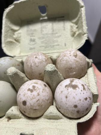 Image 1 of Show quality Cayuga hatching eggs X6