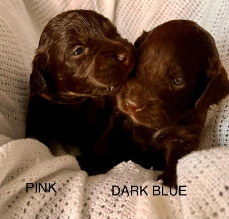 Image 9 of DNA Health cleared Cockapoo puppies ready to go 17th may