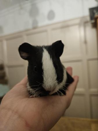 Image 9 of 5 guinea pigs for sale, Male/Female