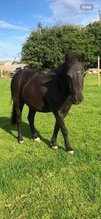Image 2 of New forest pony for sale, 11hh