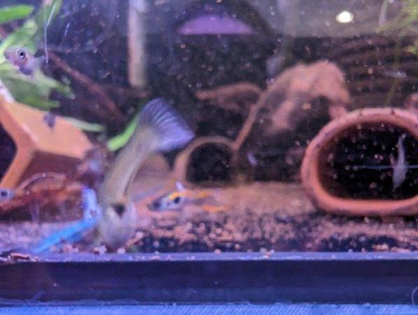Image 2 of Endler Guppies, male or female available. 10 for £10